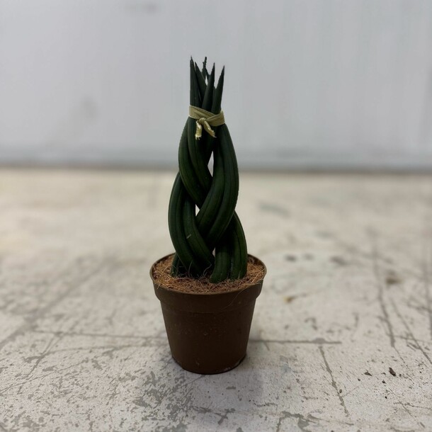 Сансеверия, артикул F1408192 - 2900 рублей, доставка по городу. Flawery - доставка цветов