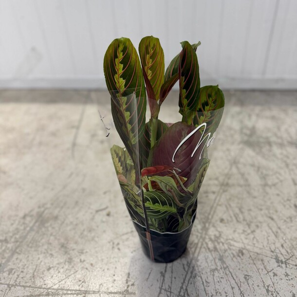 Маранта, артикул F1408195 - 1700 рублей, доставка по городу. Flawery - доставка цветов