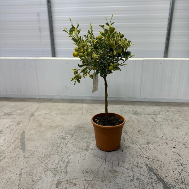 Цитрус, артикул F1408623 - 15000 рублей, доставка по городу. Flawery - доставка цветов