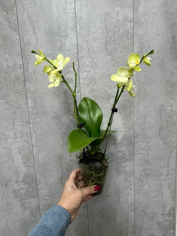 Орхидея (30см), артикул F1346887 - 1900 рублей, доставка по городу. Flawery - доставка цветов