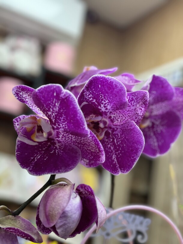 Орхидея (60см), артикул F1346888 - 3480 рублей, доставка по городу. Flawery - доставка цветов