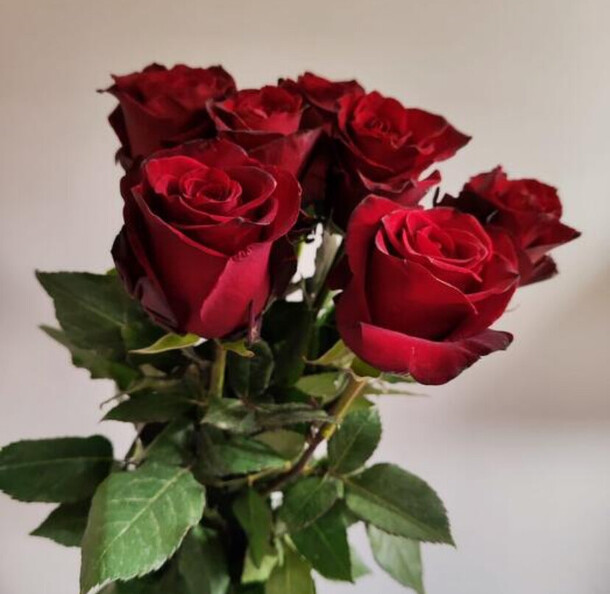 Красные розы в ленте 😍, артикул F1432922 - 4525 рублей, доставка по городу. Flawery - доставка цветов