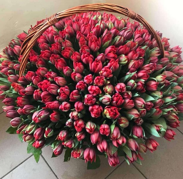 Тюльпаны пионовидные, артикул F1163624 - 106479 рублей, доставка по городу. Flawery - доставка цветов