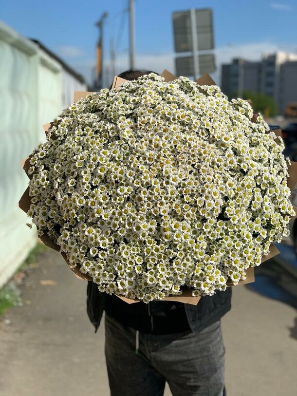 Ромашковая хризантема кустовая, артикул F1239955 - 25299 рублей, доставка по городу. Flawery - доставка цветов