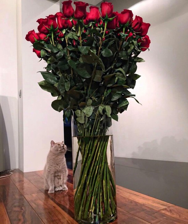 Роза гигант, артикул F34754 - 48399 рублей, доставка по городу. Flawery - доставка цветов