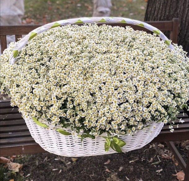 Ромашки-501 в корзине, артикул F49986 - 96338 рублей, доставка по городу. Flawery - доставка цветов