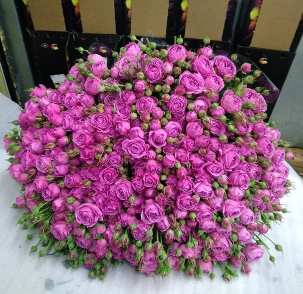 Миссти бабус 151 пионовидные розы, артикул F49990 - 85000 рублей, доставка по городу. Flawery - доставка цветов