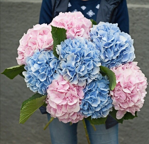 Букет из гортензии, артикул F81587 - 17717 рублей, доставка по городу. Flawery - доставка цветов