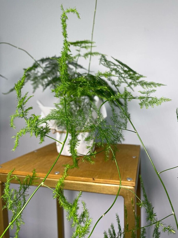 Аспарагус перистый, артикул F1267401 - 3990 рублей, доставка по городу. Flawery - доставка цветов