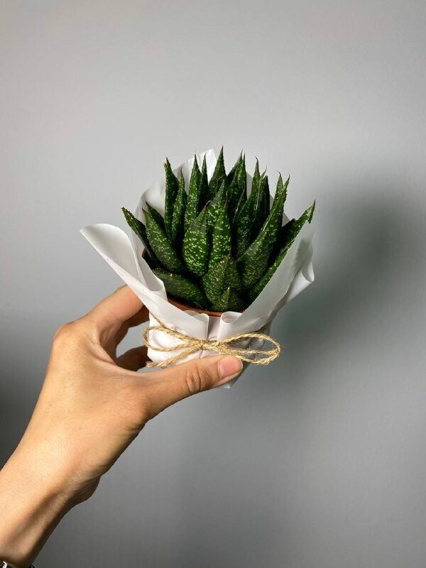 Гастерия, артикул F1292460 - 1990 рублей, доставка по городу. Flawery - доставка цветов