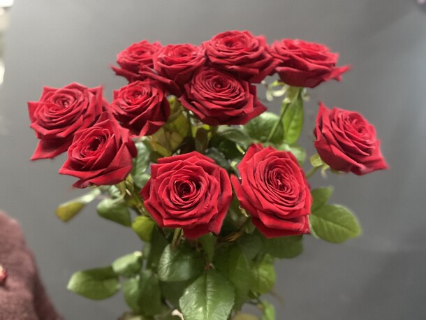 11 ароматных роз🌹#33, артикул F1267030 - 6700 рублей, доставка по городу. Flawery - доставка цветов