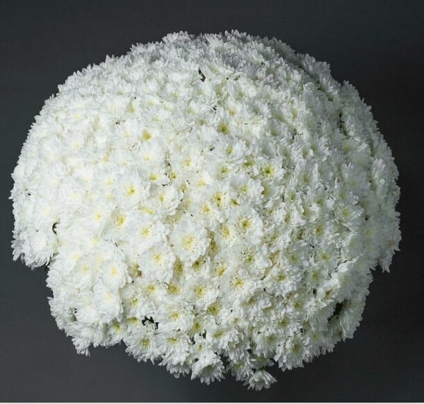 65 кустовых хризантем, артикул F1322540 - 39000 рублей, доставка по городу. Flawery - доставка цветов