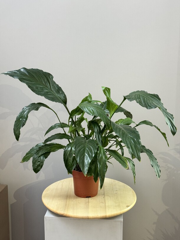 Спатифиллум, артикул F1479439 - 2200 рублей, доставка по городу. Flawery - доставка цветов