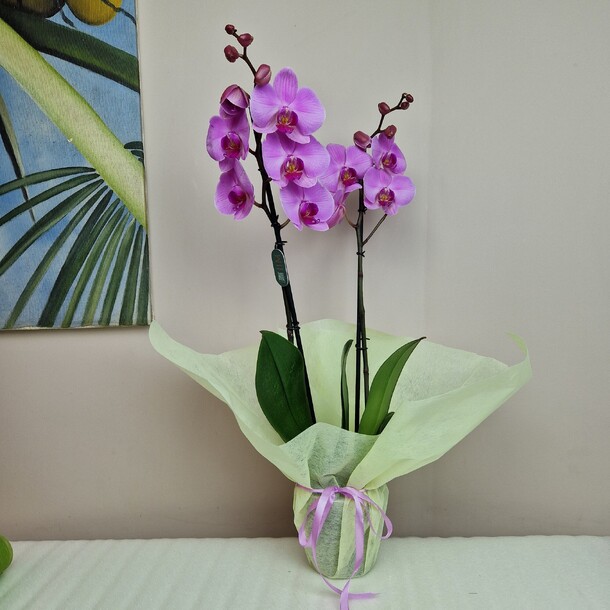 Орхидея фаленопсис сиреневая, артикул F1282310 - 4990 рублей, доставка по городу. Flawery - доставка цветов