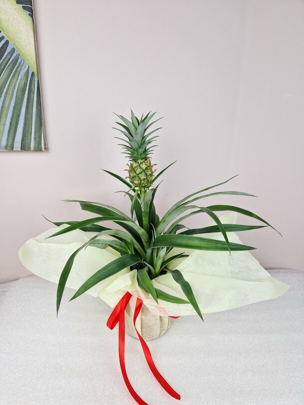 Ананас в горшке, артикул F1282392 - 3490 рублей, доставка по городу. Flawery - доставка цветов