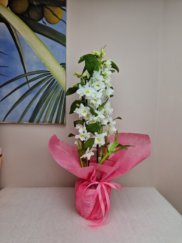 Белая орхидея дендробиум, артикул F1292353 - 3990 рублей, доставка по городу. Flawery - доставка цветов