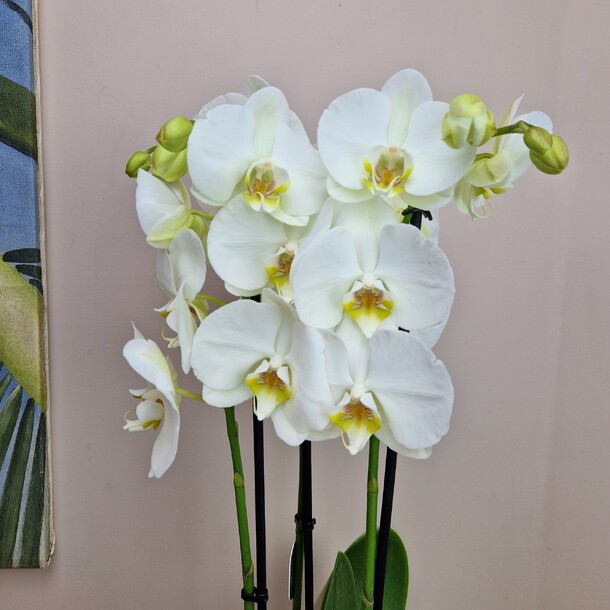 Белая орхидея фаленопсис, артикул F1496096 - 4990 рублей, доставка по городу. Flawery - доставка цветов
