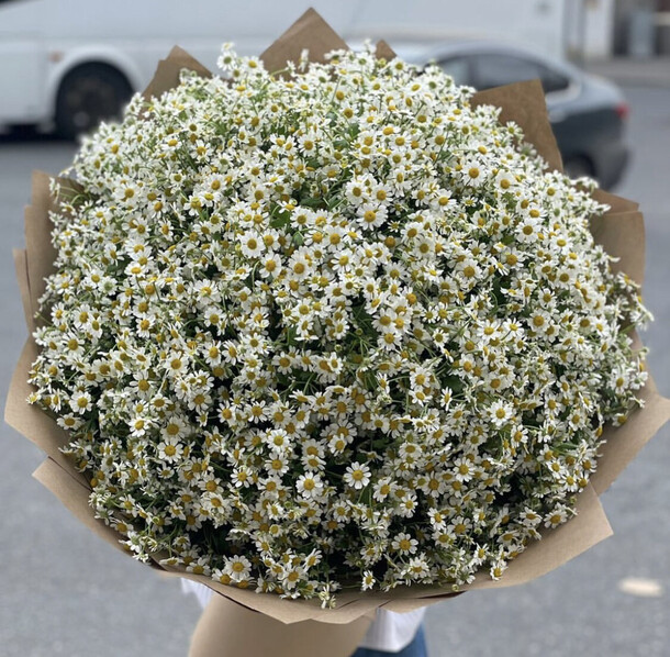 101 веток ромашек, артикул F1219832 - 43067 рублей, доставка по городу. Flawery - доставка цветов