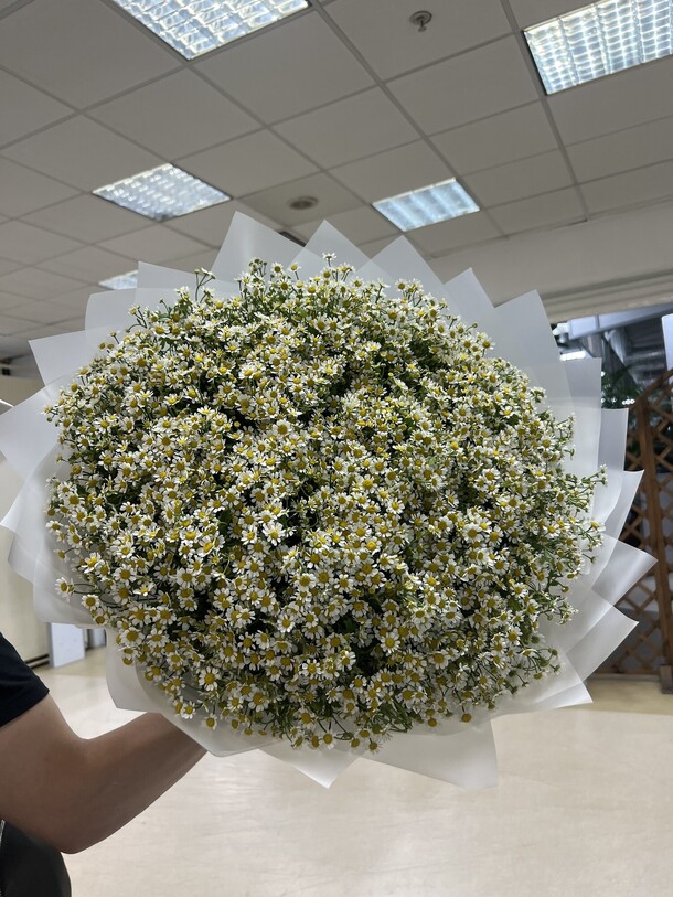 Букет из 75 ромашек 🤍, артикул F1307704 - 18790 рублей, доставка по городу. Flawery - доставка цветов