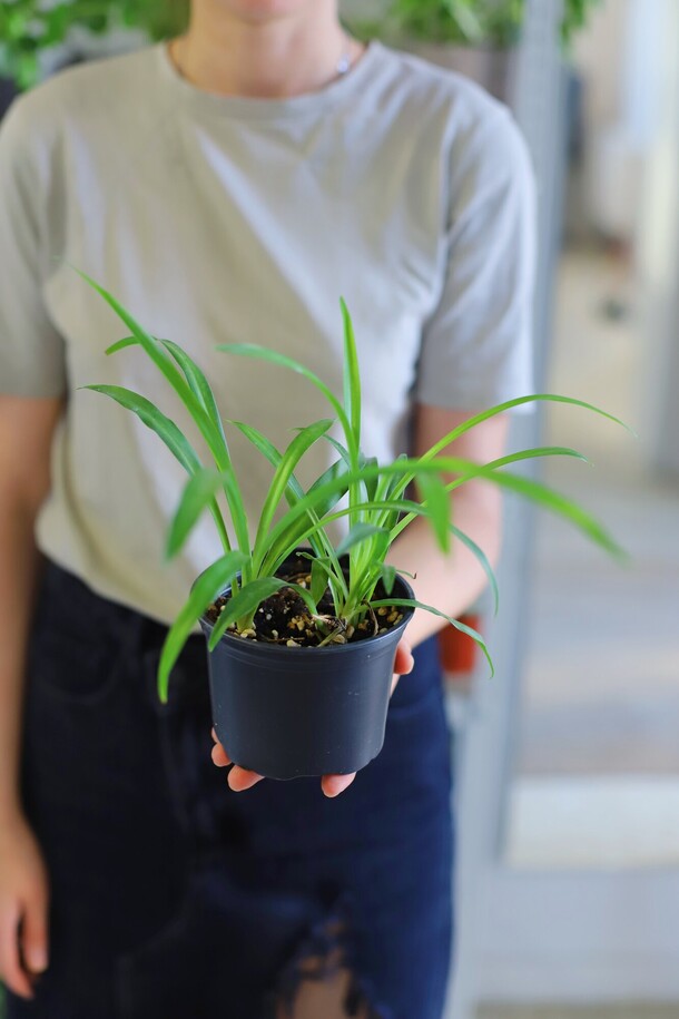 Хлорофитум, артикул F1316353 - 350 рублей, доставка по городу. Flawery - доставка цветов