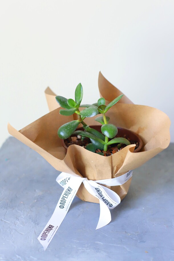 Денежное дерево толстянка 2 ствола, артикул F1316539 - 900 рублей, доставка по городу. Flawery - доставка цветов