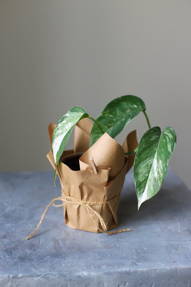 Эпипремнум вайт марбл, артикул F1316543 - 1400 рублей, доставка по городу. Flawery - доставка цветов