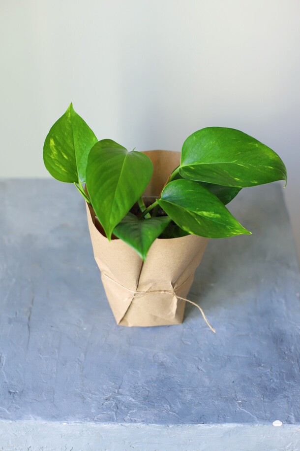 Эпипренум голд, артикул F1317875 - 990 рублей, доставка по городу. Flawery - доставка цветов