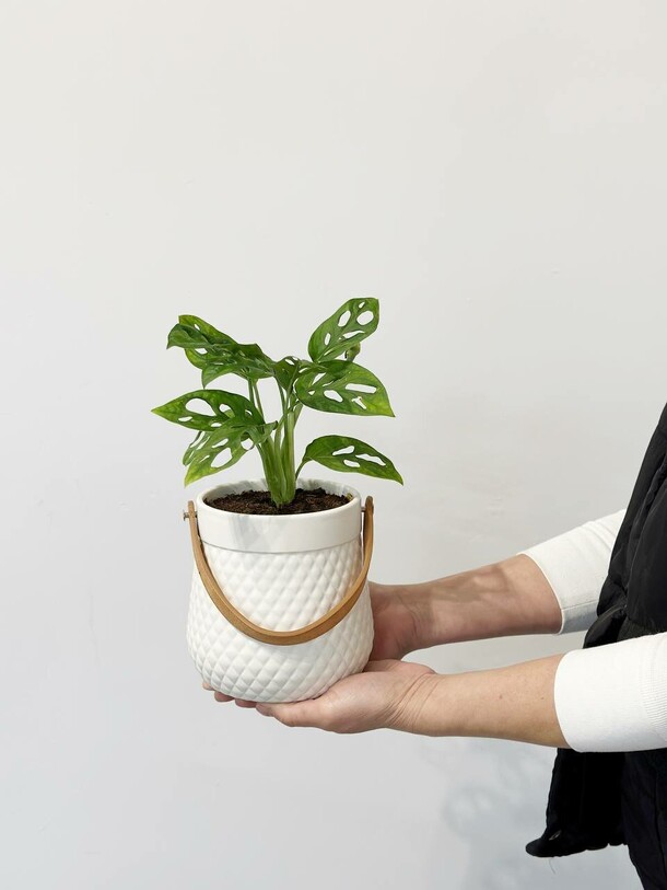 Комнатное растение монстера манки, артикул F1404604 - 5100 рублей, доставка по городу. Flawery - доставка цветов