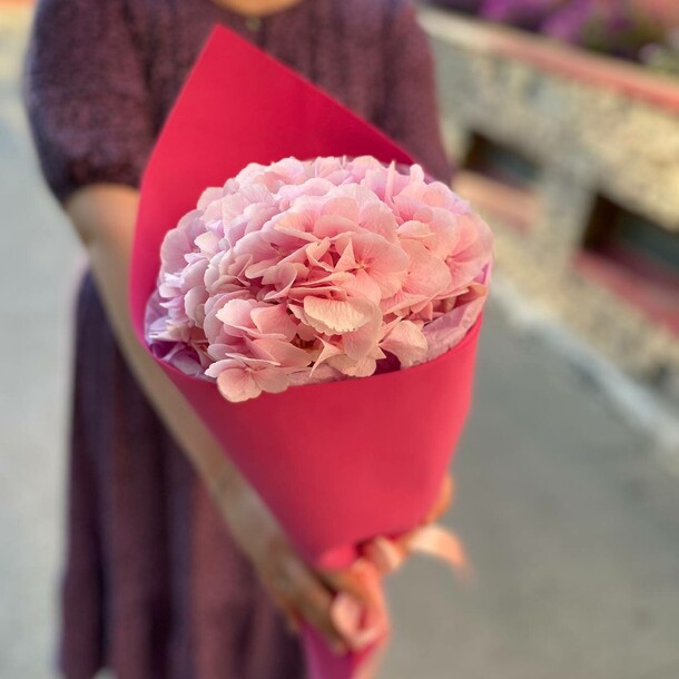 Красотка гортензия, артикул F1212788 - 1950 рублей, доставка по городу. Flawery - доставка цветов