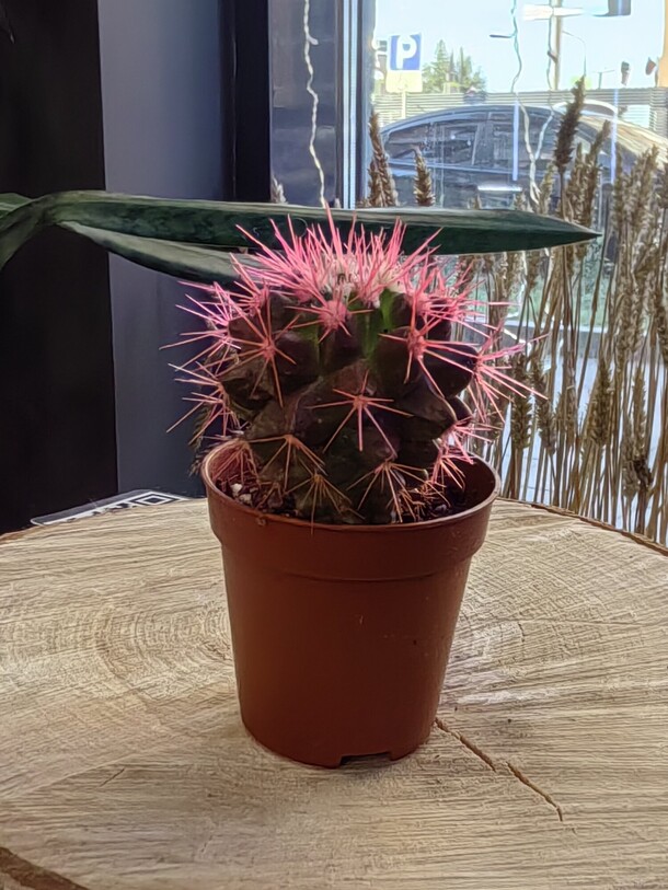 Кактус мини, артикул F1317175 - 510 рублей, доставка по городу. Flawery - доставка цветов