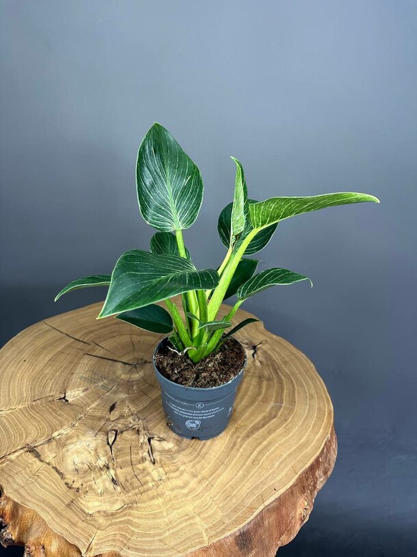 Филодендрон d12-14, артикул F1331297 - 2600 рублей, доставка по городу. Flawery - доставка цветов