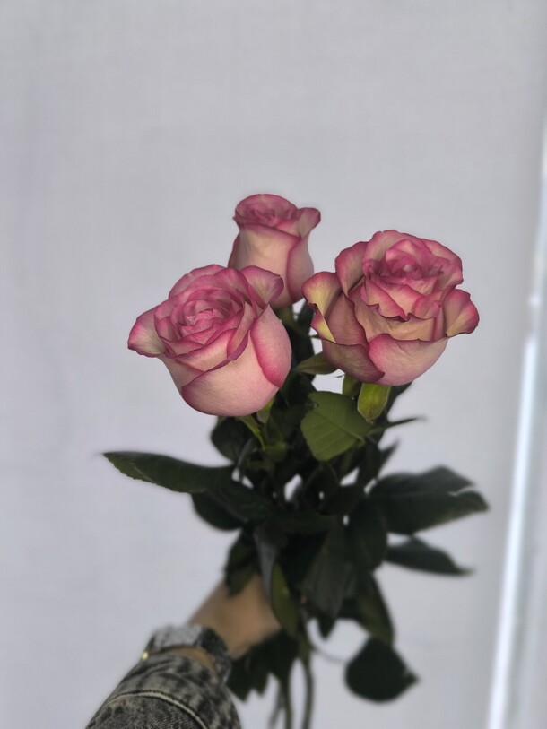 Роза карусель, артикул F1362754 - 1199 рублей, доставка по городу. Flawery - доставка цветов