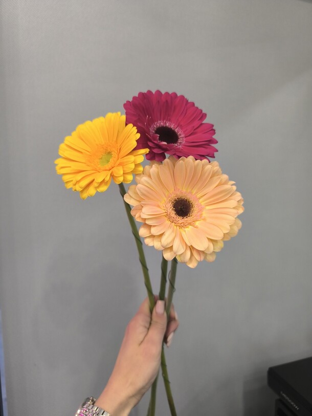 Гербера, артикул F1365502 - 1277 рублей, доставка по городу. Flawery - доставка цветов