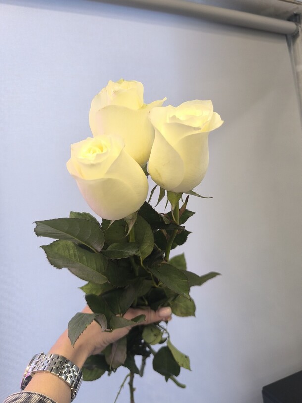 Розы белые, артикул F1365507 - 1277 рублей, доставка по городу. Flawery - доставка цветов