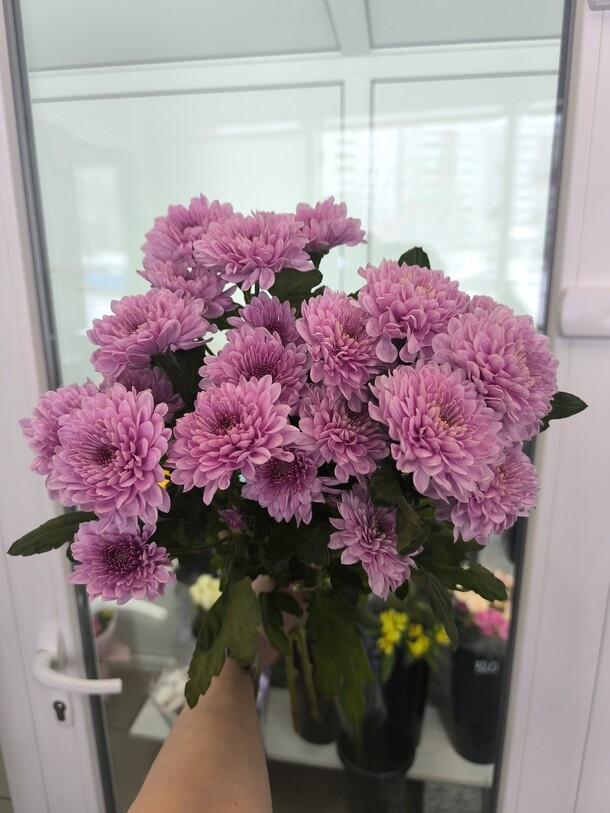 Хризантема кустовая, артикул F1367796 - 1716 рублей, доставка по городу. Flawery - доставка цветов