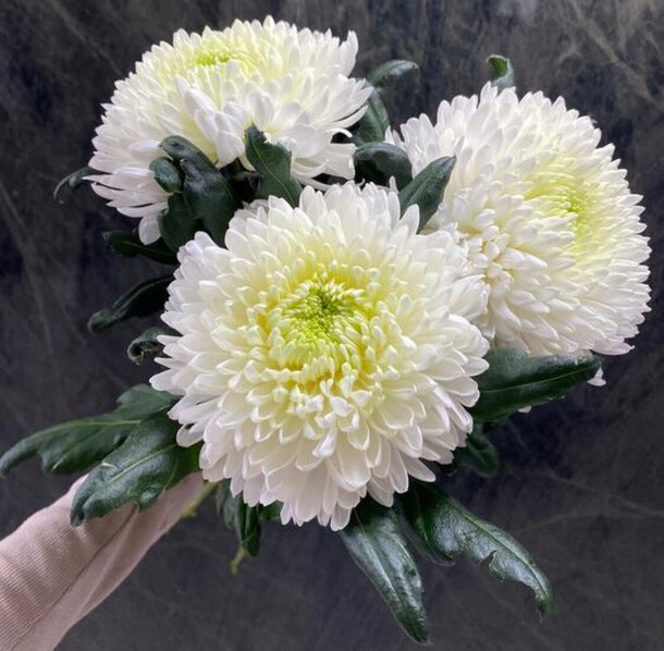 Букет белых хризантем, артикул F1367930 - 2550 рублей, доставка по городу. Flawery - доставка цветов