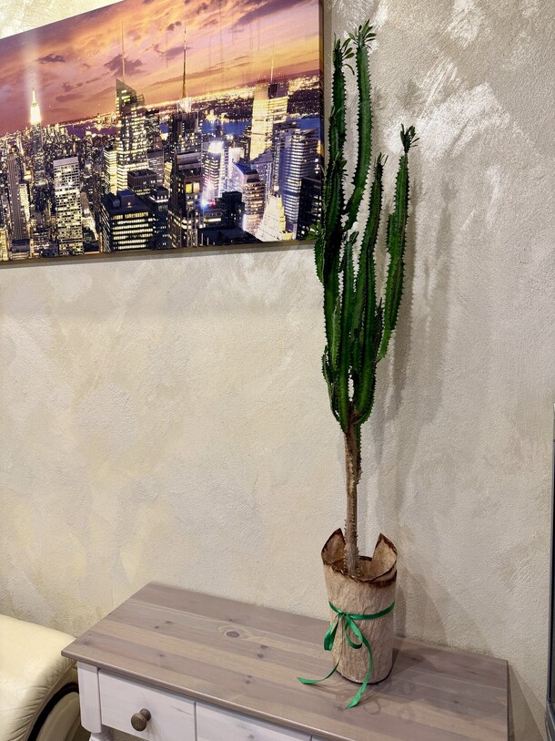 Эуфорбия 1 метр, артикул F1482264 - 9990 рублей, доставка по городу. Flawery - доставка цветов