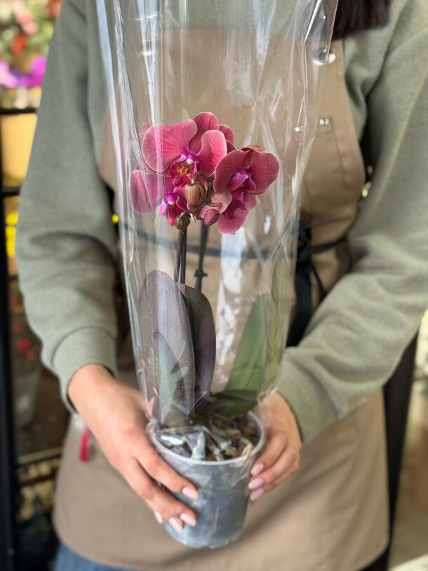 Фаленопсис 2 ствола (цвет в ассортименте - разные!), артикул F1369407 - 2500 рублей, доставка по городу. Flawery - доставка цветов