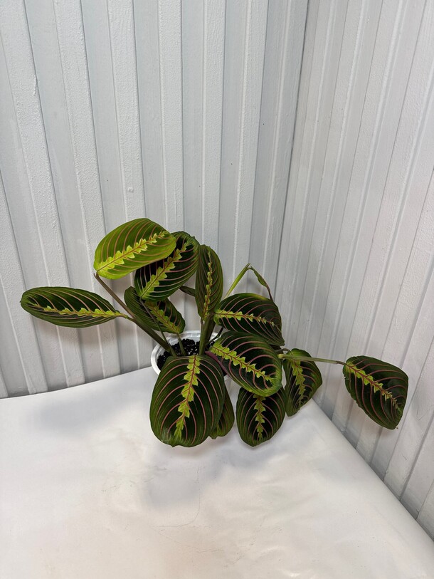 Маранта триколор, артикул F1431688 - 1900 рублей, доставка по городу. Flawery - доставка цветов