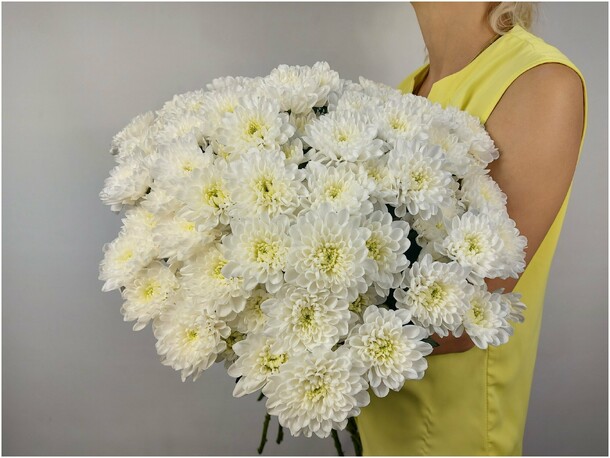 Белоснежные хризантемы, артикул F1310029 - 3300 рублей, доставка по городу. Flawery - доставка цветов