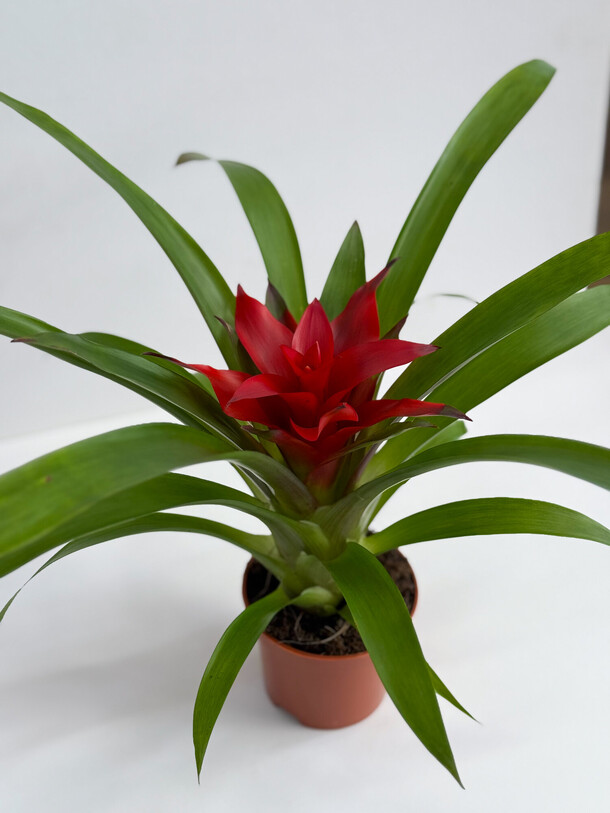 Гузмания, артикул F1400092 - 1990 рублей, доставка по городу. Flawery - доставка цветов