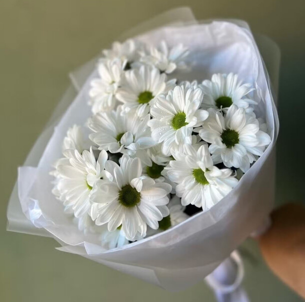 Букет комплимент из 3 кустовых хризантем бакарди, артикул F1408099 - 1440 рублей, доставка по городу. Flawery - доставка цветов