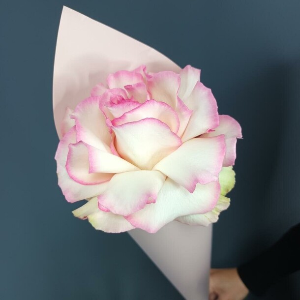 Эсперенса, артикул F1334506 - 842 рублей, доставка по городу. Flawery - доставка цветов