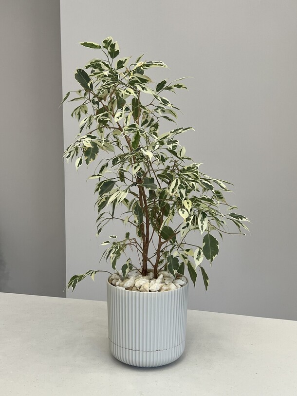 Фикус, артикул F1396502 - 5000 рублей, доставка по городу. Flawery - доставка цветов