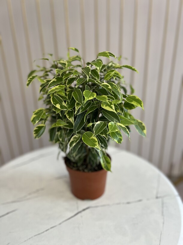 Фикус, артикул F1429690 - 2900 рублей, доставка по городу. Flawery - доставка цветов