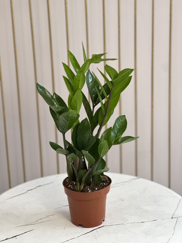 Замиокулькас, артикул F1429733 - 3600 рублей, доставка по городу. Flawery - доставка цветов