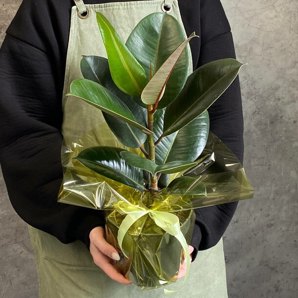 🌿 фикус эластика робуста, артикул F1330087 - 4142 рублей, доставка по городу. Flawery - доставка цветов