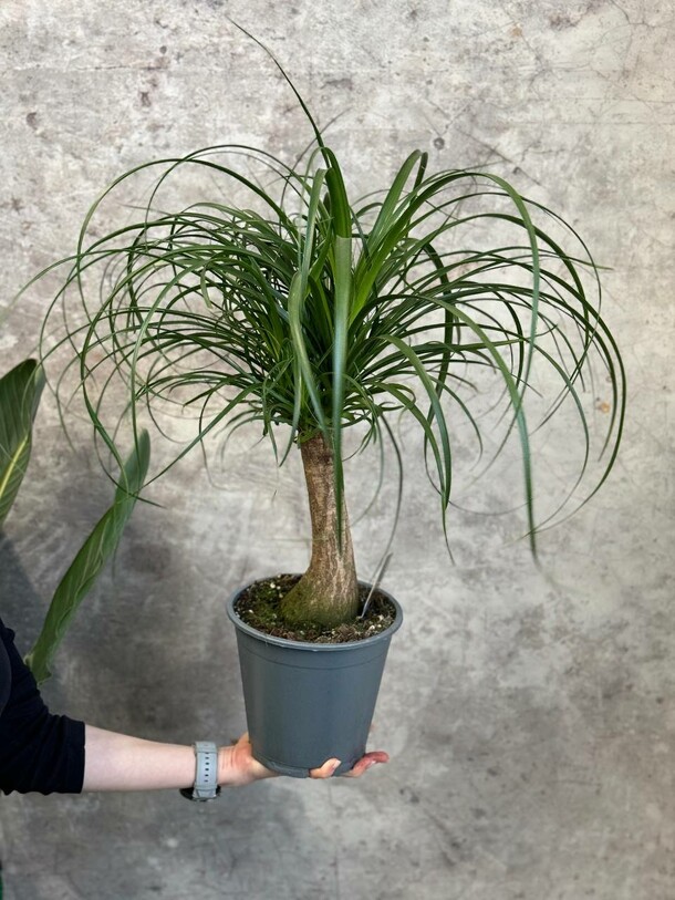 🌿пальма нолина / бокарнея, артикул F1330097 - 8550 рублей, доставка по городу. Flawery - доставка цветов