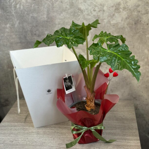 🌿 алоказия, артикул F1373201 - 7342 рублей, доставка по городу. Flawery - доставка цветов