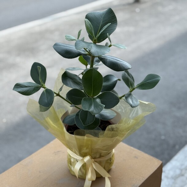 🌿 клузия, артикул F1373209 - 4800 рублей, доставка по городу. Flawery - доставка цветов